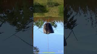 СОМОВЫЕ ВЕРТУХИ НА РАЗДАЧЕ ТРОФЕЕВ Русская Рыбалка РР4 #shorts #рр4 #сом #рыбалка #трофей #ахтуба