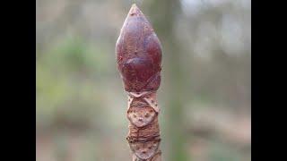 Lockdown day one:  Horse chestnut (Aesculus hippocastanum) winter