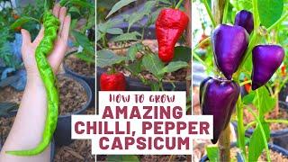 How to Grow Amazing, Chilli, Bell Pepper, Capsicum | Garden Tour | Rare Unusual Varieties | Guide