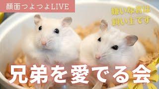 【顔面つよつよLIVE】兄弟を愛でる会＆さぶれちゃんおめでとう