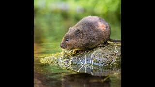 Wildlife Chronicles: Mr. Ratty - The Real Story (Water Vole full documentary)