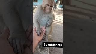 najar band karke dekho bhai  / #shorts #viral #trending #video #money #monkey