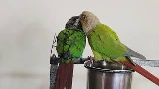 Mitthu Meeting Rio very first time #mitthu #trending #viral #android #asmr #conure #riotgames #rio