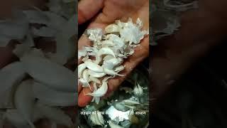 || अब लहसन छिलना हुआ बहुत ही आसान || #लहसन#garlic#shorts#youtubeshorts#shortvideo