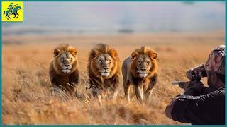 How Do Namibian Hunters Deal With Thousands of Lion | Wild Boar Hunting