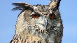 European Eagle Owl Slow Motion Flying Display and Close Up - Birds of Prey