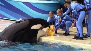 Happy 14th Birthday, Nakai! (One Ocean - SeaWorld San Diego - September 1, 2015)