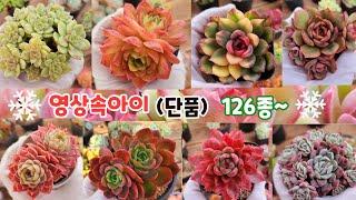 12월25일️️영상속아이로찜하시는~단품126종#다육판매#다육식물#Korean succulent plants #多肉植物 #특가다육#다육농장#겨울다육#연말