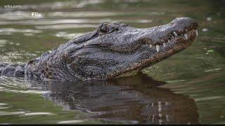 Caiman in Lake Murray?