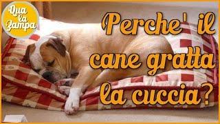 Perché il cane gratta la cuccia | Qua la Zampa