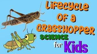 Lifecycle of a Grasshopper | Science for Kids