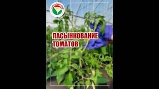 Пасынкование томатов #советы_агронома_сибсад