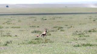 Cheetah brothers come out of nowhere and hunt a topi