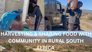 BIG SURPRISE | harvesting & sharing food with the village community in rural South Africa