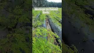 Moringa Growing on Raised Beds #moringa #moringatree #moringaleaves