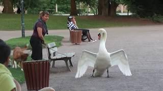 Dog vs Swan in Strasbourg, France