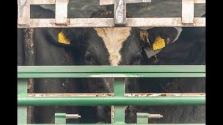 Live Export Ireland