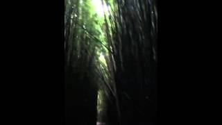 Dense Bamboo Forest: Road to Hana