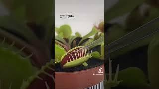 Venus Fly Trap Care