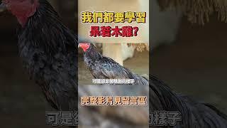 曉菁主播｜別再誤會木雞了?莊子要我們多學學它? #shorts JudyVlog