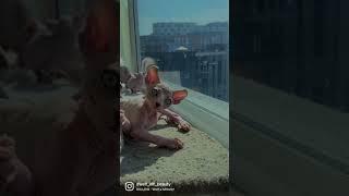Sphynx Elf Blue Kitten 6 Weeks Old