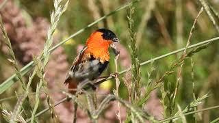 Northern Red Bishop