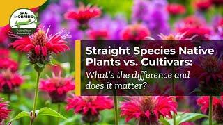  Straight Species Native Plants vs. Cultivars: What’s the difference and does it matter?