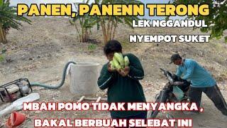 PANEN TERONG DI KEBON