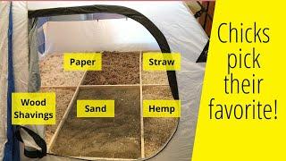 5 chick brooder beddings tested - Here's the best!