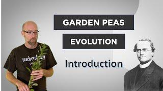 Evo-Ed: Evolution of Sweet Tasting Garden Peas