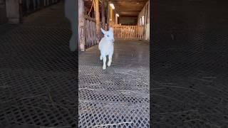 Funny goats dance 