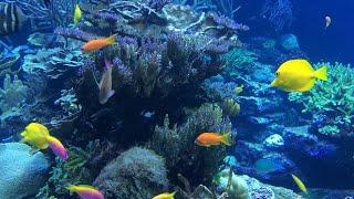 Deep Sea Sleep Music *Deep Underwater Relaxing Music* Peaceful Soothing Instrumental Music