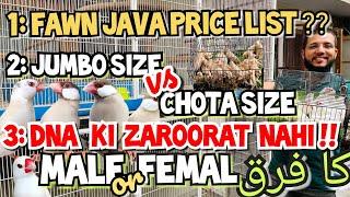 Fawn Java Latest Price list | Jumbo Size Or normal java me farq | DNA ki zarorat nhi | nar mada phcn