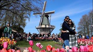 Keukenhof 2024 in full bloom - The amazing garden full of colour on a nice sunny day - 4K