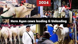 Loading and Unloading of 6 Biggest cows of Hero Ayan | Pathan cattle farm 2024 @pathancattlefarm