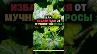 Как избавиться от мучнистой росы #огород #секреты #дача #сад #урожай #мучнистаяроса
