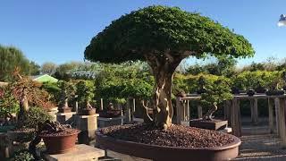 Visiting Wigerts Bonsai Nursery in North Fort Myers