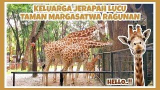 JERAPAH DI KEBUN BINATANG RAGUNAN JAKARTA  || TAMAN MARGASATWA RAGUNAN (RAGUNAN ZOO) 2022