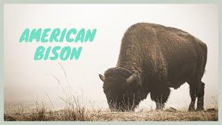 American bison sound - buffalo sound effect. HQ video