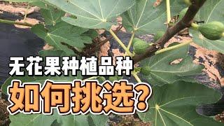 無花果種植品種推薦，應該如何選擇品種