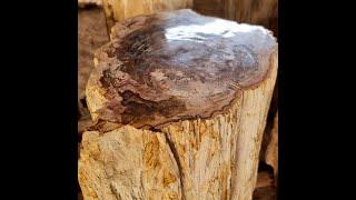 Genuine Petrified Wood