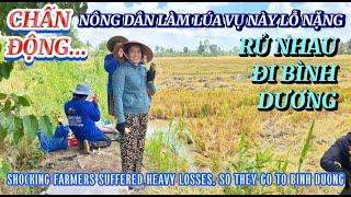 CHẤN ĐỘNG  NÔNG DÂN LÀM LÚA LỖ NẶNG RỦ NHAU ĐI BÌNH DƯƠNG| RICE FARMERS SUFFER| Giải Trí Miền Tây