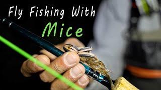 Fly Fishing at Night | Mousing Journey Pt.2