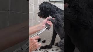 Trimming the hair from a dogs paw with scissors demo, Schnoodle, clip from full video