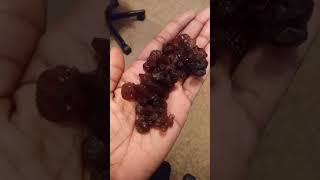 Jelly roll [Exidia Recisa] Medicinal Fungi Mushroom - Wild Edibles