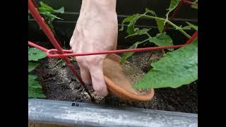 Pennington Tomato & Vegetable Plant Food Review