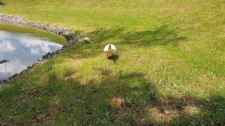 Angry Hissing Goose attacks me