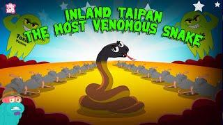 Inland Taipan - The Most Venomous Snake in the World | Most Deadliest Snake | The Dr. Binocs Show