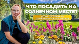 Что посадить на солнечном месте? Обзор цветника из устойчивых многолетников.