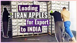 Loading Apples in Iran to India | EXIM Asian International Trading Group